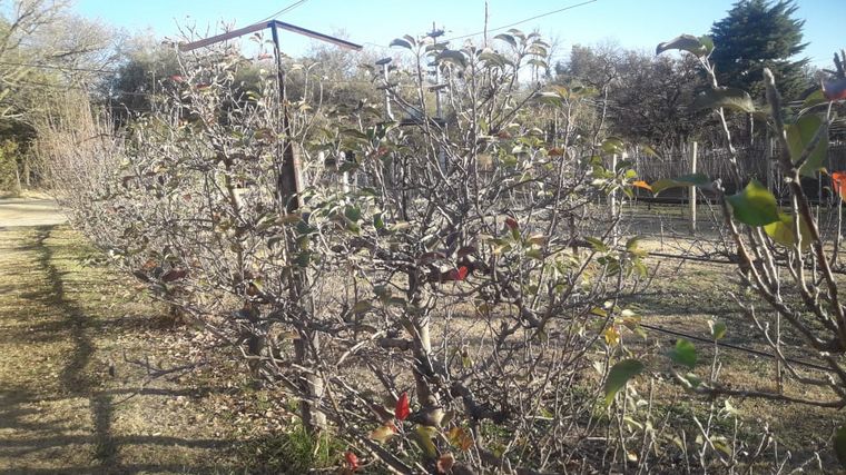 Un recorrido por bodega Viarago, en Villa Las Rosas.