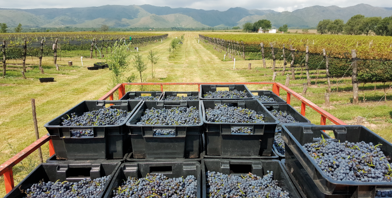 La bodega está ubicada en la Ruta 5, Km. 69, frente al Museo del Carruaje.