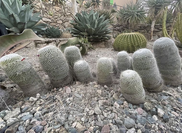 Cactus en Chilecito