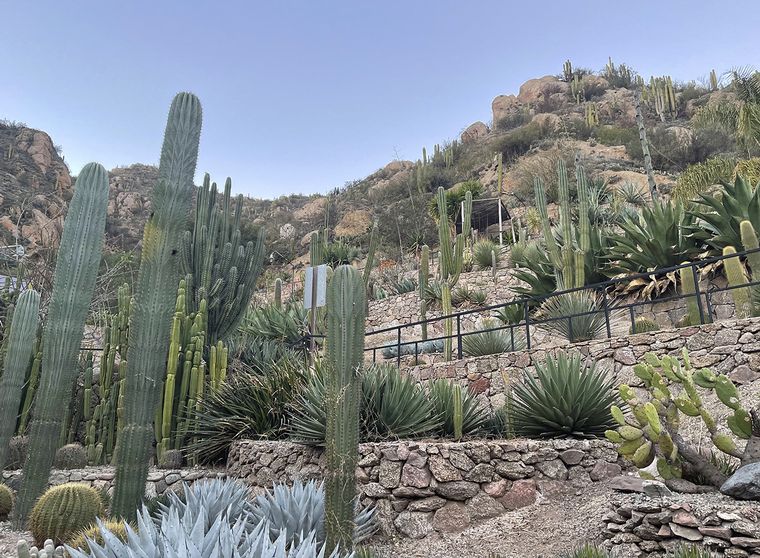 Cactus en Chilecito