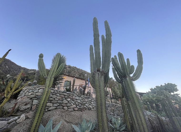 Cactus en Chilecito