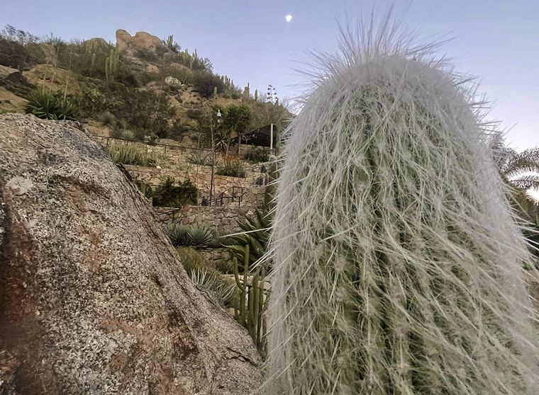 Cactus en Chilecito