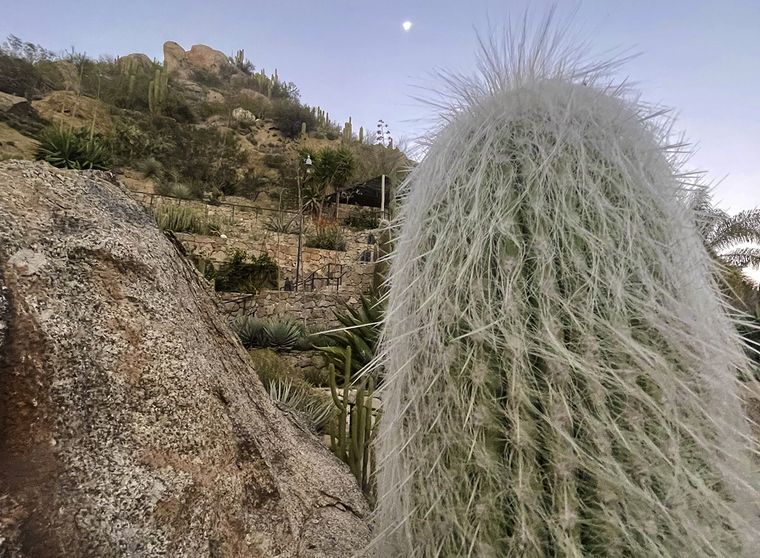 FOTO: cactus chilecito