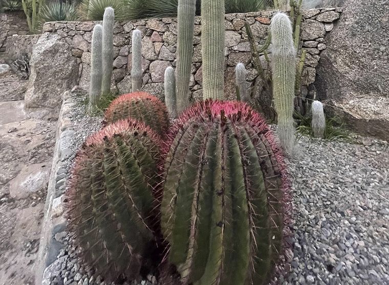 FOTO: Cactus en Chilecito