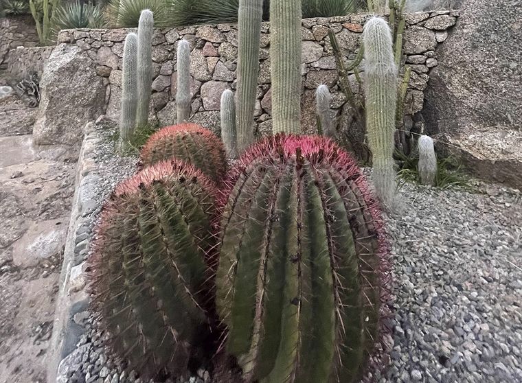 Cactus en Chilecito