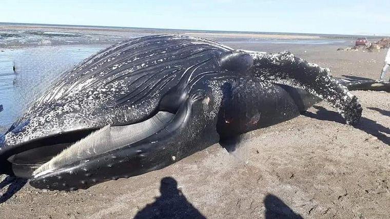 Se fotografiaron con el cadáver de una ballena jorobada 