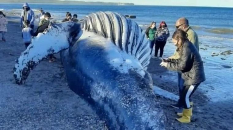 Se fotografiaron con el cadáver de una ballena jorobada 