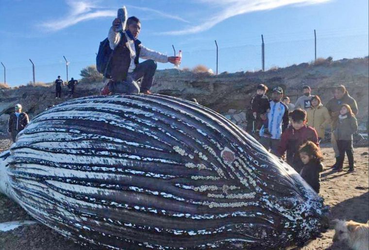 Se fotografiaron con el cadáver de una ballena jorobada 