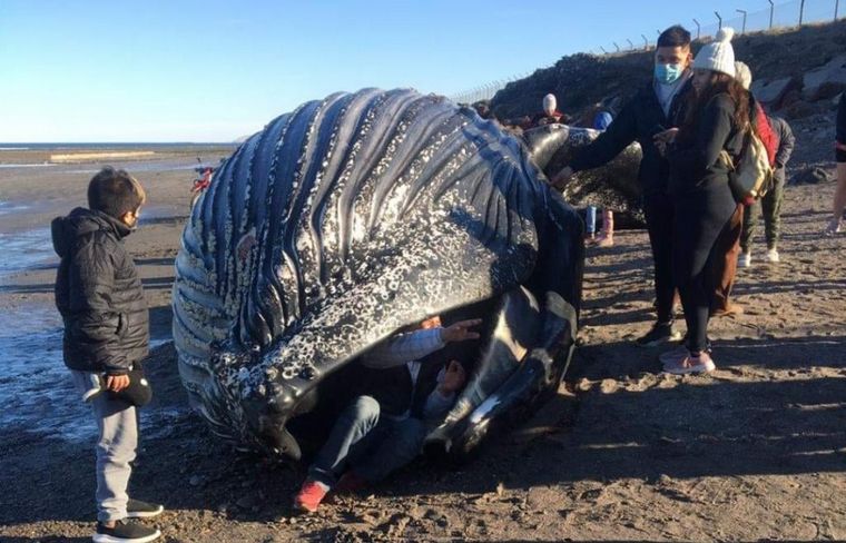 Se fotografiaron con el cadáver de una ballena jorobada 