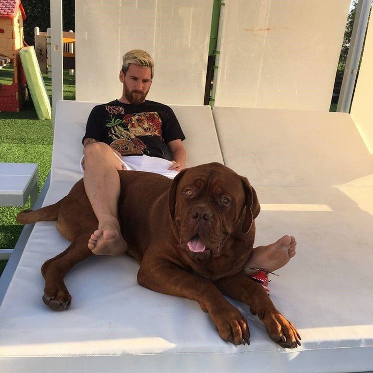 Qué pasó con Hulk, el enorme perro de Messi