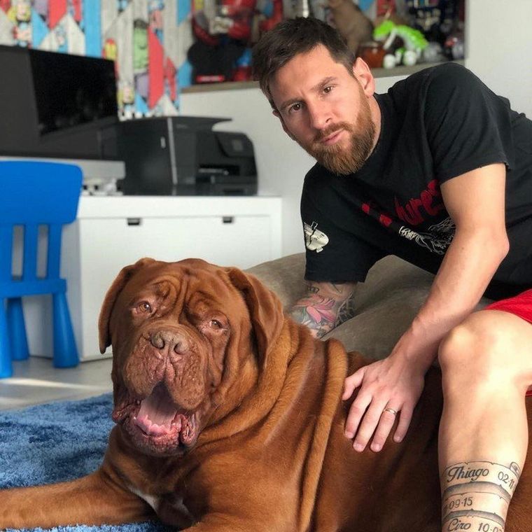 Qué pasó con Hulk, el enorme perro de Messi