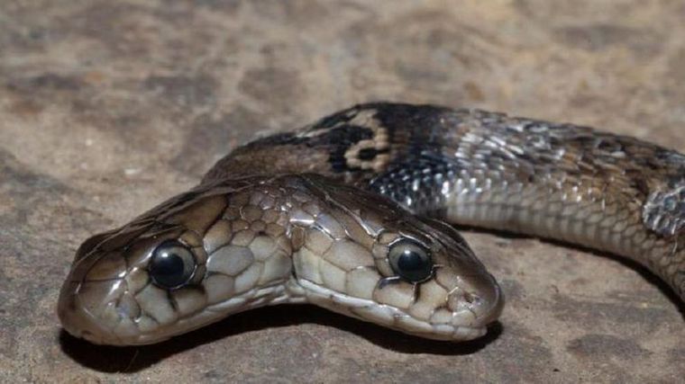 Encontraron una cobra de dos cabezas en la India
