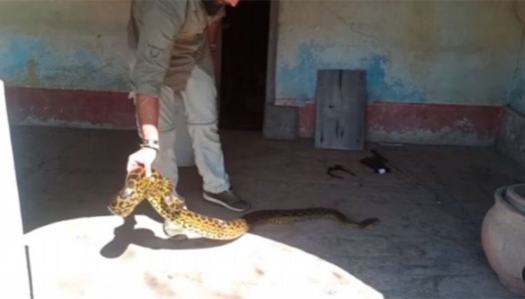 Encontraron dos anacondas en una casa de Chaco
