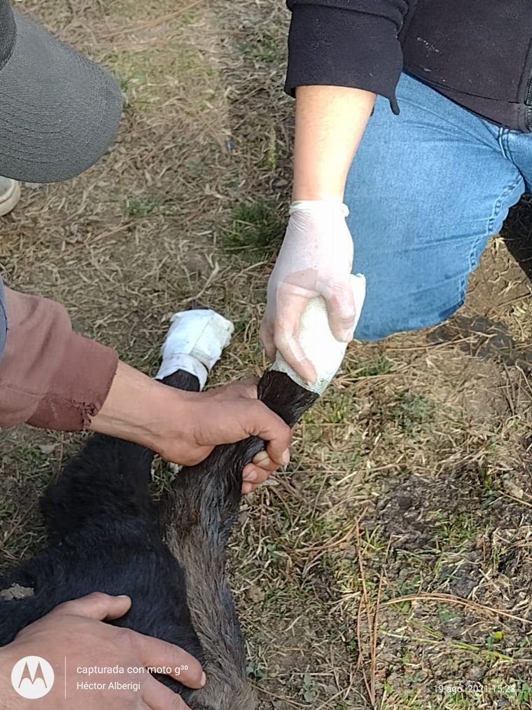 Un grupo de veterinarios de la zona cuida a animales afectados por los incendios