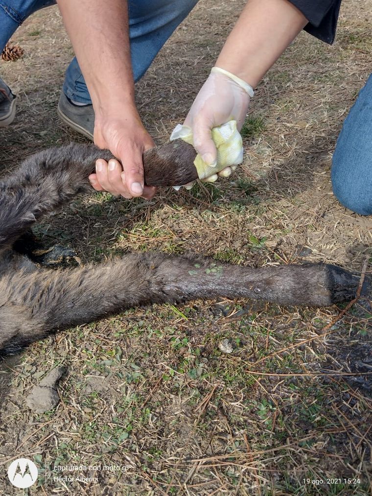 Un grupo de veterinarios de la zona cuida a animales afectados por los incendios