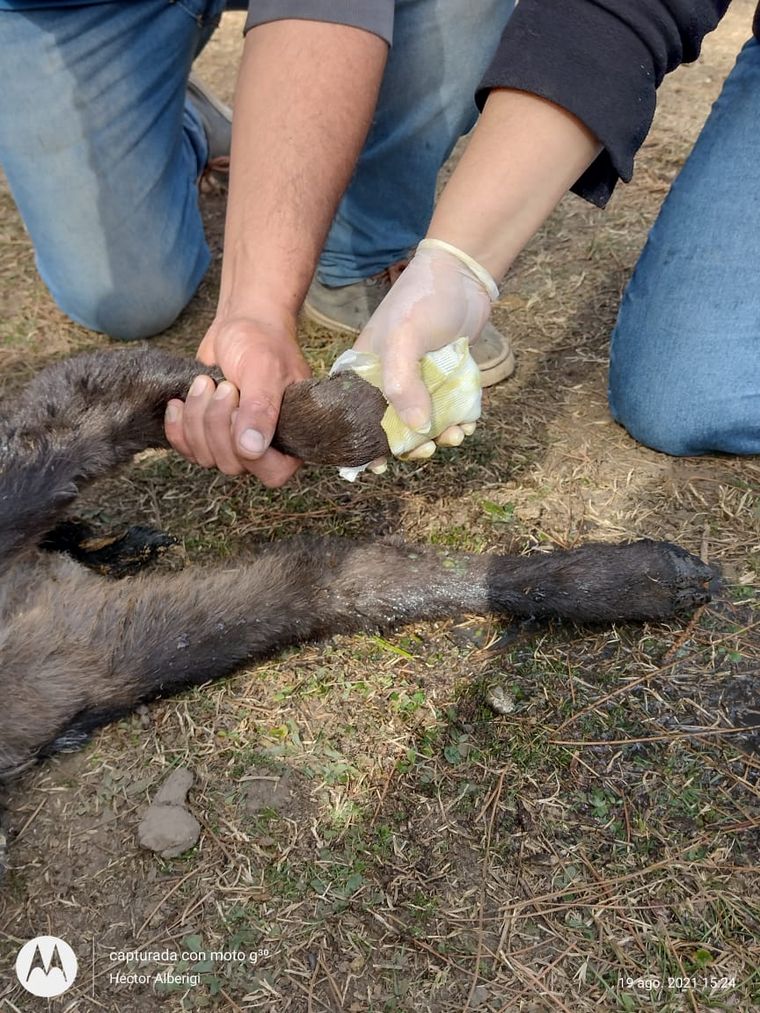Un grupo de veterinarios de la zona cuida a animales afectados por los incendios