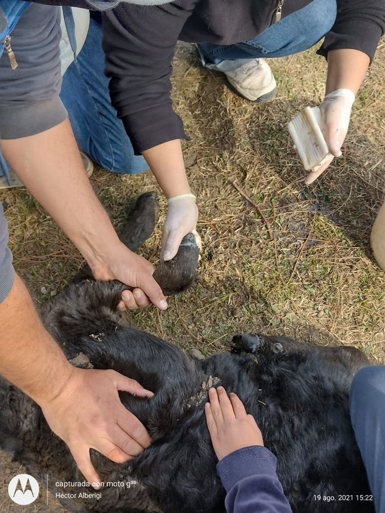 Un grupo de veterinarios de la zona cuida a animales afectados por los incendios