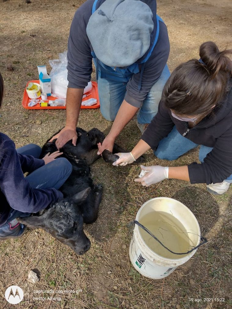 Un grupo de veterinarios de la zona cuida a animales afectados por los incendios