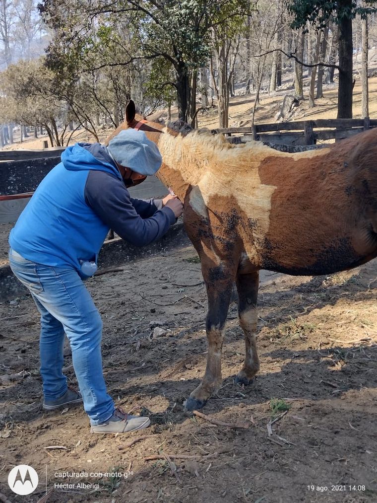Un grupo de veterinarios de la zona cuida a animales afectados por los incendios