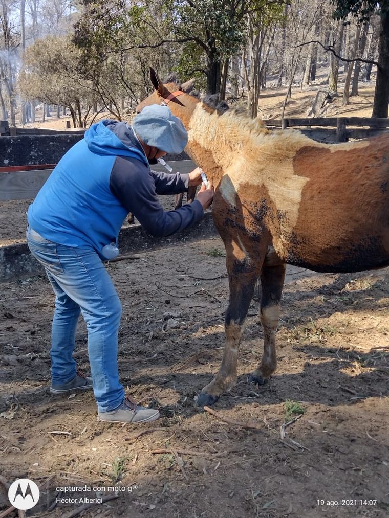Un grupo de veterinarios de la zona cuida a animales afectados por los incendios