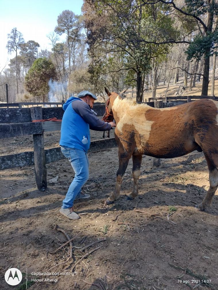Un grupo de veterinarios de la zona cuida a animales afectados por los incendios