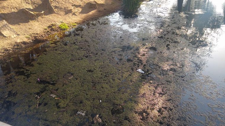 FOTO: La Laguna de los Patos, plagada de algas y basura