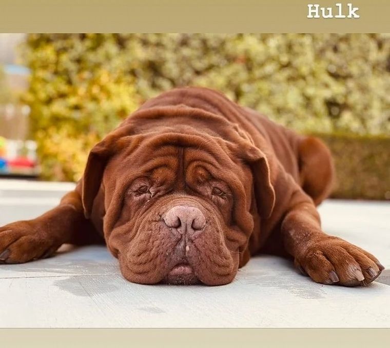 Los Messi volaron a Barcelona y se reencontraron con sus perros