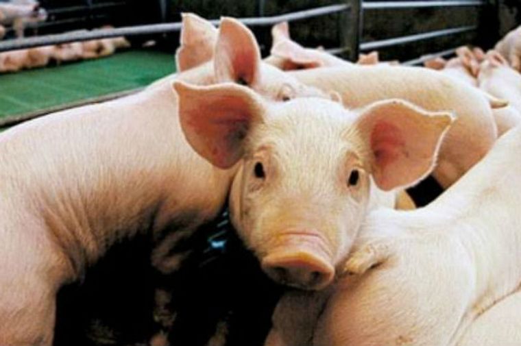 FOTO: La triquinosis es una enfermedad transmitida por la ingesta de carne de cerdo cruda