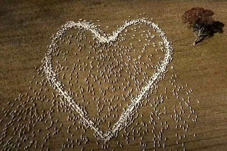 Formó un corazón con ovejas en honor a su tía fallecida