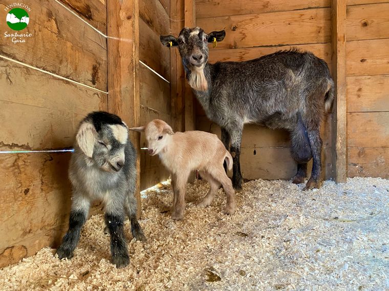 Conmovedor rescate a animales se volvió viral en las redes