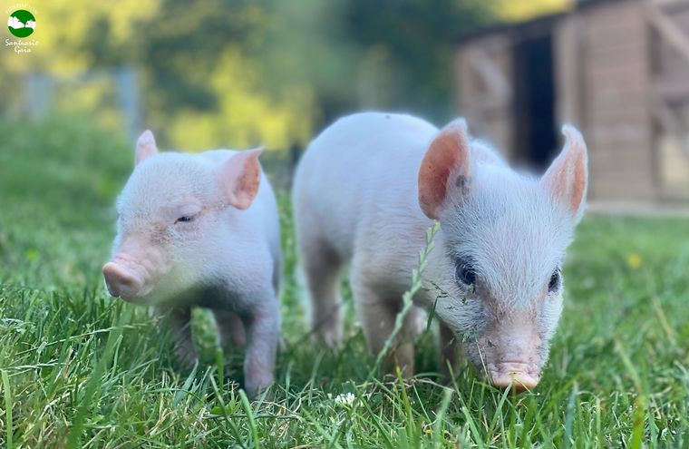 Conmovedor rescate a animales se volvió viral en las redes