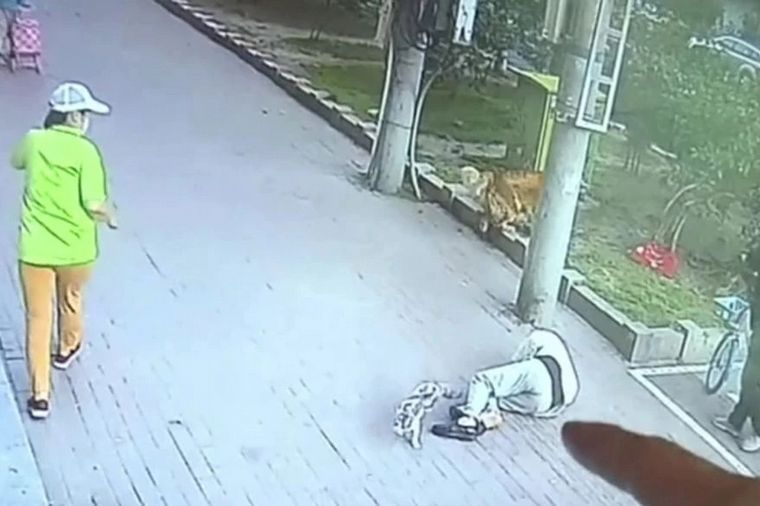 Paseaba a su perro y un gato le cayó del cielo (Foto: Captura de video)