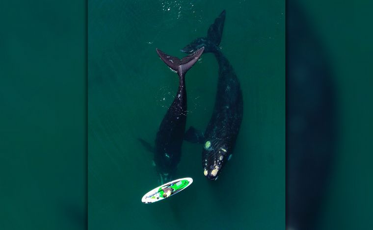 FOTO: Dos ballenas jugaron con un kayak en Puerto Madryn.