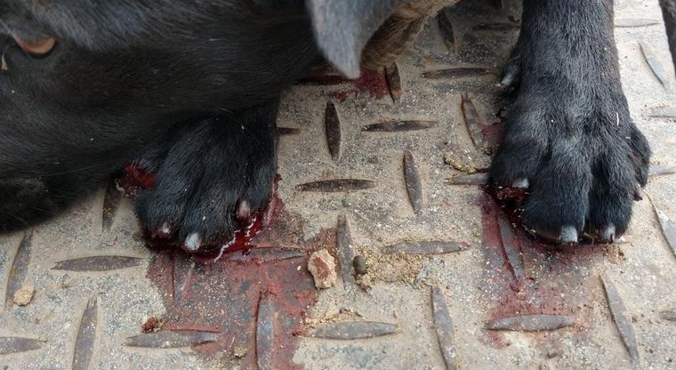 Rescataron a un perro que era arrastrado por una camioneta en autopista