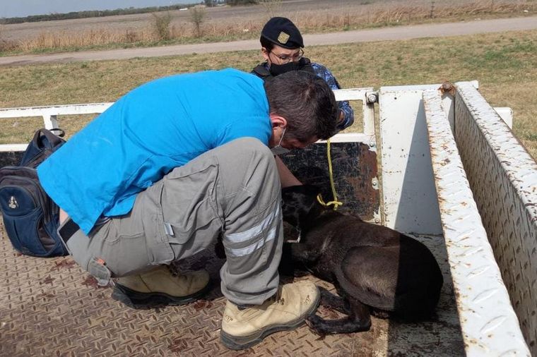 Rescataron a un perro que era arrastrado por una camioneta en autopista