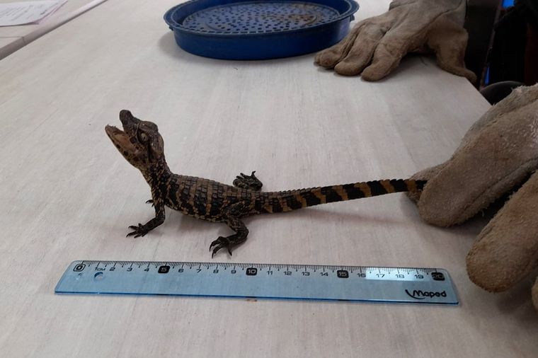 El animal ya fue trasladado al Parque de la Biodiversidad, ex zoológico de Córdoba.