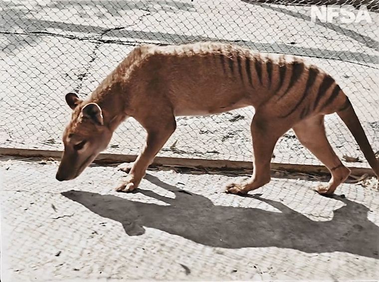 FOTO: Australia mostró fotos a color del último tigre de Tasmania