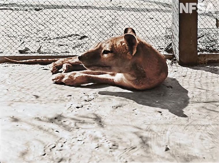 Australia mostró fotos a color del último tigre de Tasmania