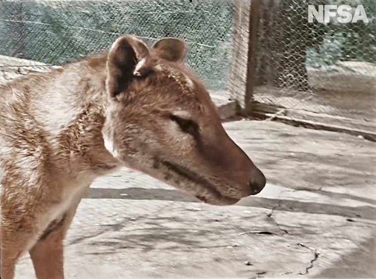 Australia mostró fotos a color del último tigre de Tasmania