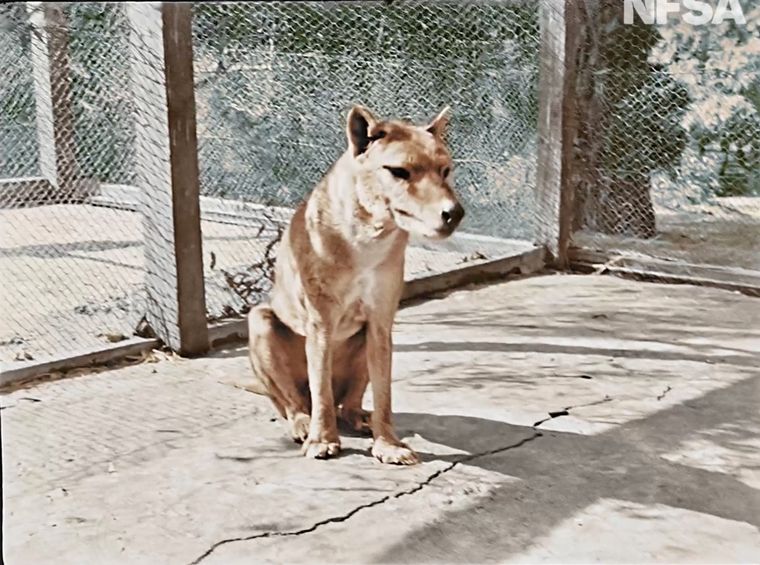 Australia mostró fotos a color del último tigre de Tasmania