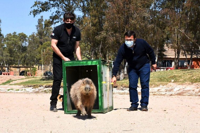 La Policía Ambiental liberó un carpincho y 60 aves silvestres en Marull