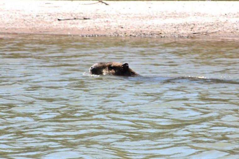 La Policía Ambiental liberó un carpincho y 60 aves silvestres en Marull
