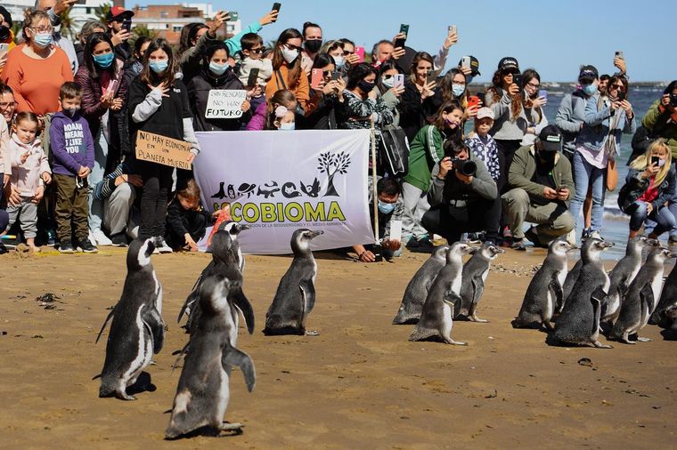 Uruguay: rescataron pingüinos y los devolvieron al mar
