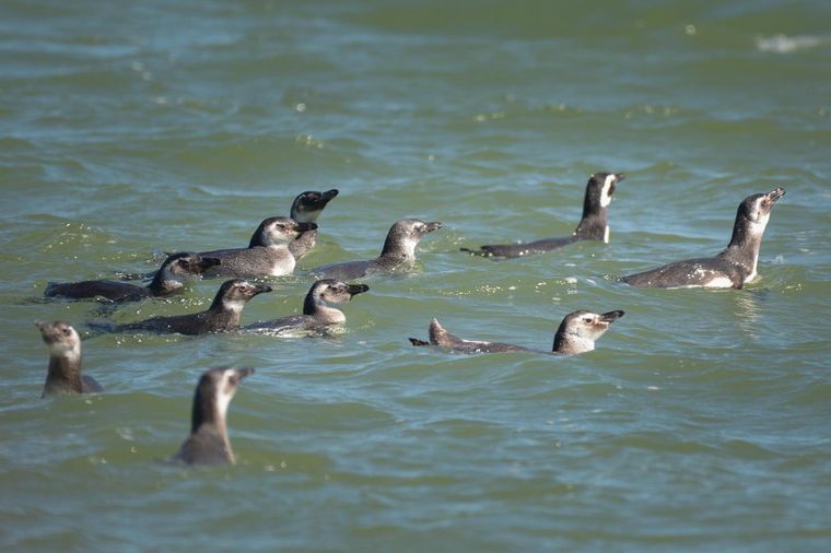 FOTO: Uruguay: rescataron pingüinos y los devolvieron al mar