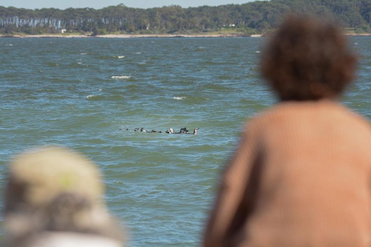 Uruguay: rescataron pingüinos y los devolvieron al mar