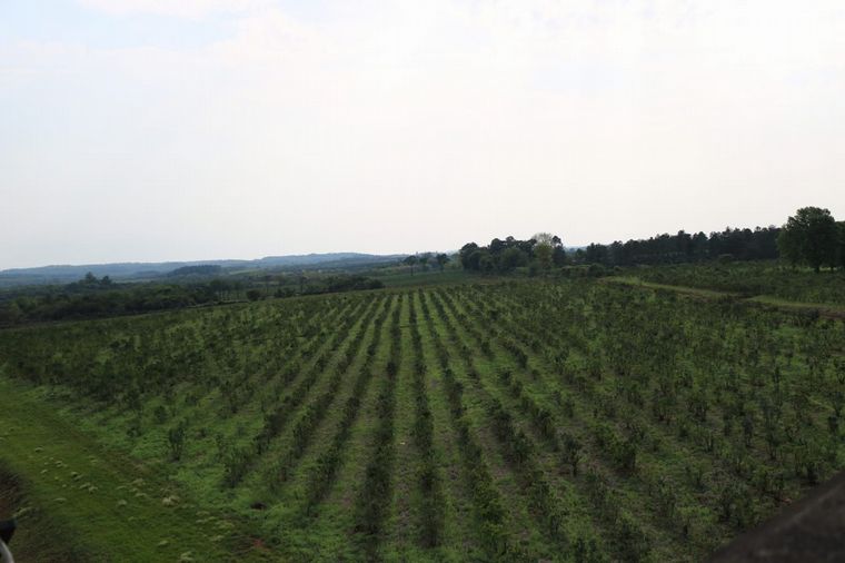 Casa de Mate y yerbales en Apóstoles, Misiones.
