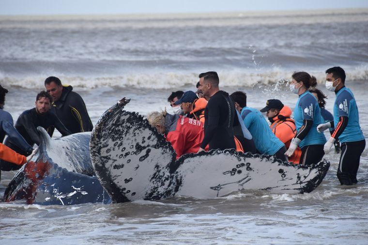 FOTO: Salvaron a dos ballenas varadas en la costa bonaerense