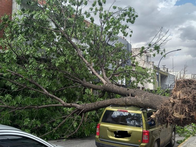 Un árbol cayó sobre una camioneta en ciudad de Córdoba.