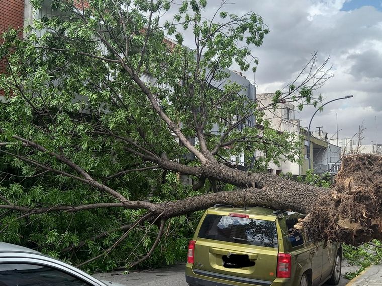 FOTO: Un árbol cayó sobre una camioneta en ciudad de Córdoba.