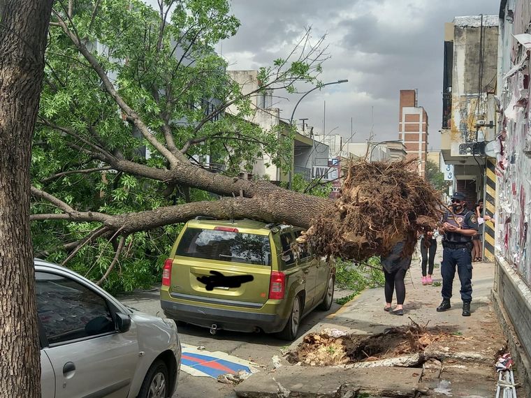 Un árbol cayó sobre una camioneta en ciudad de Córdoba.